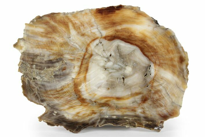 Opalized Petrified Wood (Elm) Round - Oregon #244634